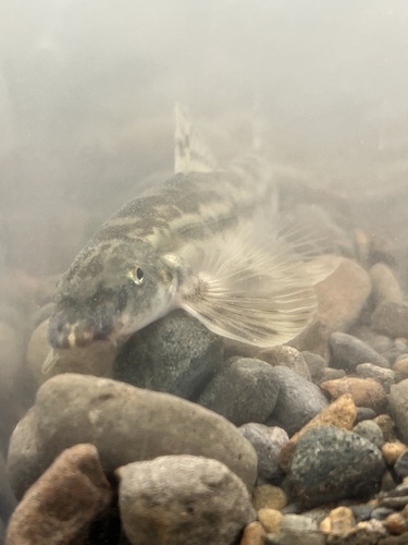 Lake hillstream loach (Formosania lacustre) — Balitoridae — 5