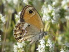 Coenonympha dorus