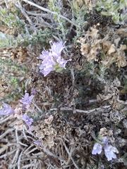 Thymbra capitata, photograph (c) Ross Krisztina, some rights reserved (CC BY)