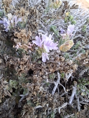 Thymbra capitata, photograph (c) Ross Krisztina, some rights reserved (CC BY)