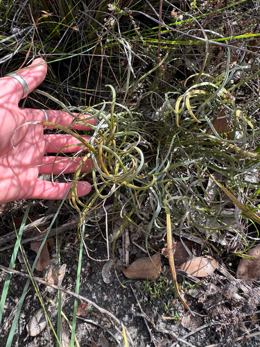 Conospermum capitatum (Conospermum capitatum)