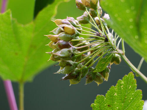 common ninebark