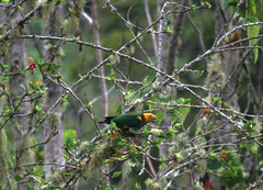 Pyrilia pyrilia