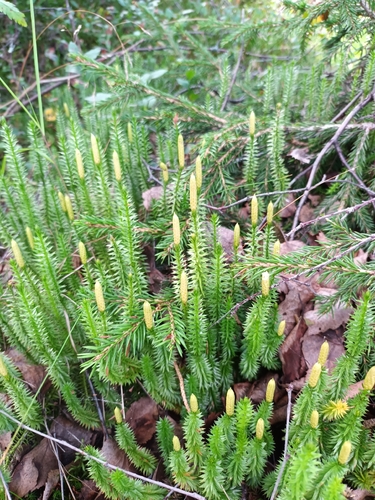 interrupted clubmoss