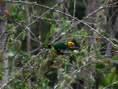 Pyrilia pyrilia