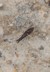 Dicranocephalus