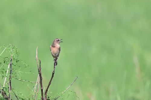 Amur Stonechat