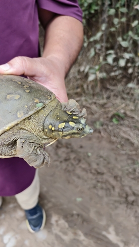 Spotted Northern Indian Flapshell Turtle