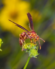 Polistes arizonensis