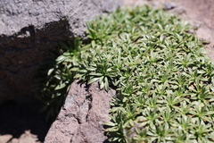 Azorella ruizii, photograph (c) Grzegorz Grzejszczak, some rights reserved (CC BY-SA)