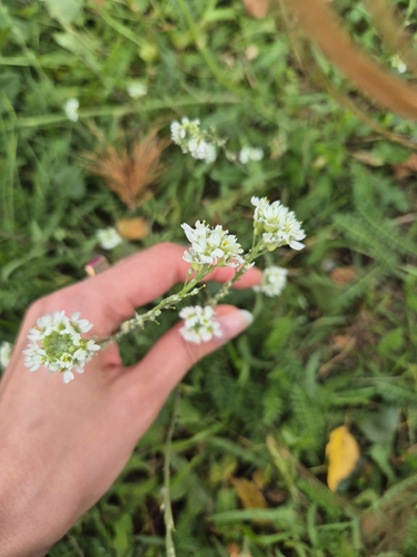 hoary alyssum