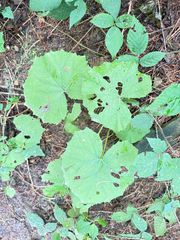 Petasites albus
