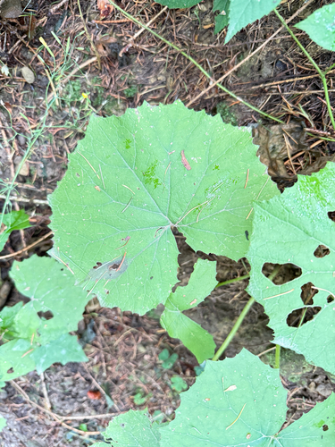 Petasites albus, photograph 2