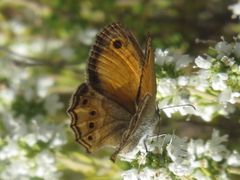 Coenonympha dorus