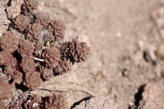 Nassauvia lagascae