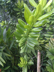 Pimenta racemosa