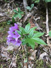 Cardamine pentaphyllos