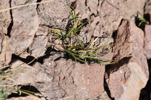 Carex macloviana, photograph 4