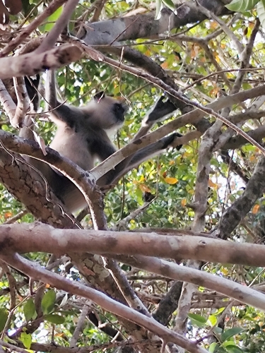 Sri Lankan Grey Langur