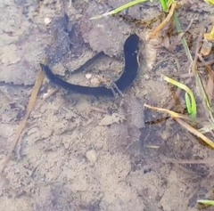Haemopidae