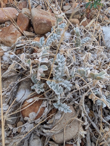 Astragalus utahensis, photograph 4