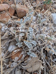 Astragalus utahensis, photograph (c) Daughter Dad, some rights reserved (CC BY)