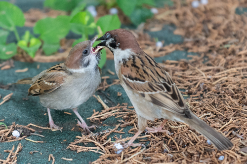 Eurasian Tree Sparrow
