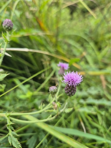 creeping thistle