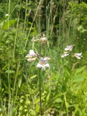 Penstemon canescens