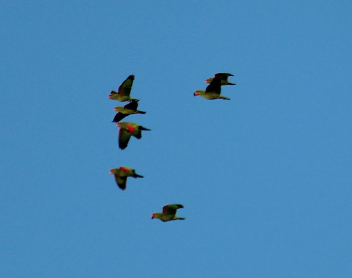 Red-spectacled Amazon (Amazona pretrei), photo 9