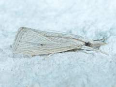 Eoreuma densellus