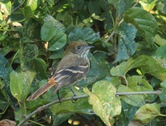Knipolegus cyanirostris