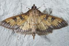 Diacme elealis