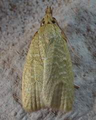 Cenopis pettitana