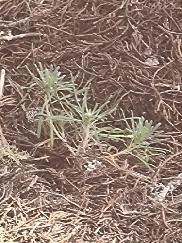 Erysimum arbuscula