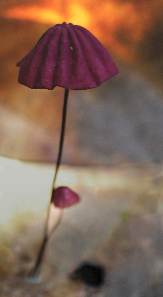 Marasmius haematocephalus · May 2010 · photo: © desertnaturalist (iNaturalist, cc-by-nc)