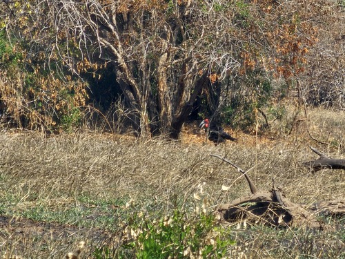 Southern Ground Hornbill