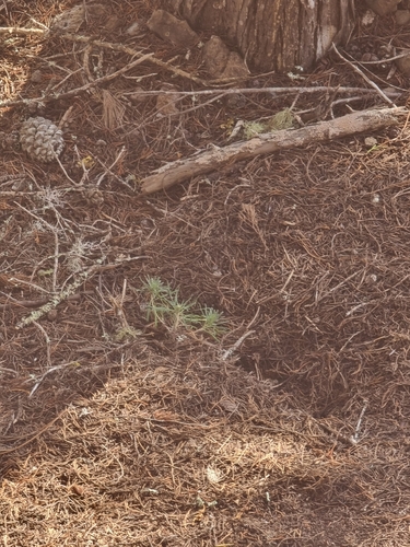 Erysimum arbuscula, photograph 2
