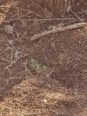Erysimum arbuscula, photograph Vítor Jorge, CC BY, iNaturalist via GBIF