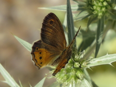 Coenonympha dorus