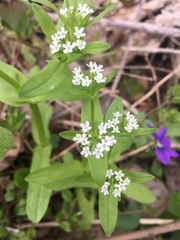 Valerianella chenopodifolia