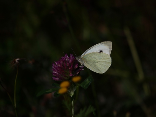 Large White