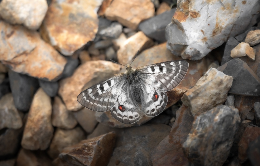 Parnassius hide