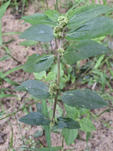 Asthma Plant