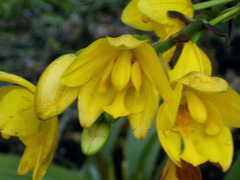 Spathoglottis gracilis
