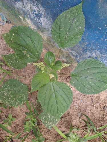 West Indian woodnettle