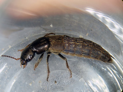 Ocypus aeneocephalus