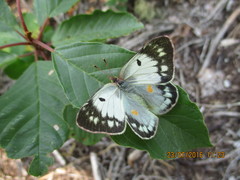 Colias myrmidone