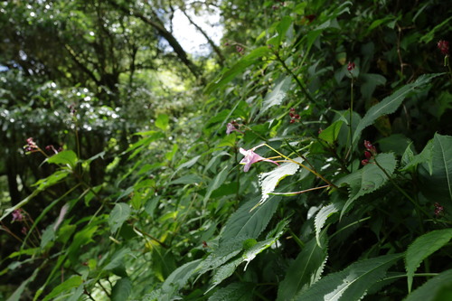 Impatiens devolii