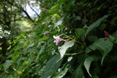 Impatiens devolii, photograph (c) 林正文, some rights reserved (CC BY)